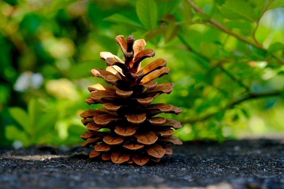 2021 09 01 Spielen Im Wald